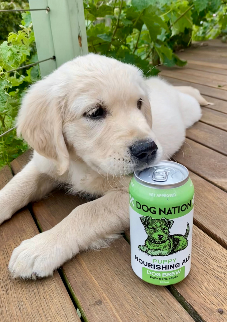 Dog Nation Brewing Co.