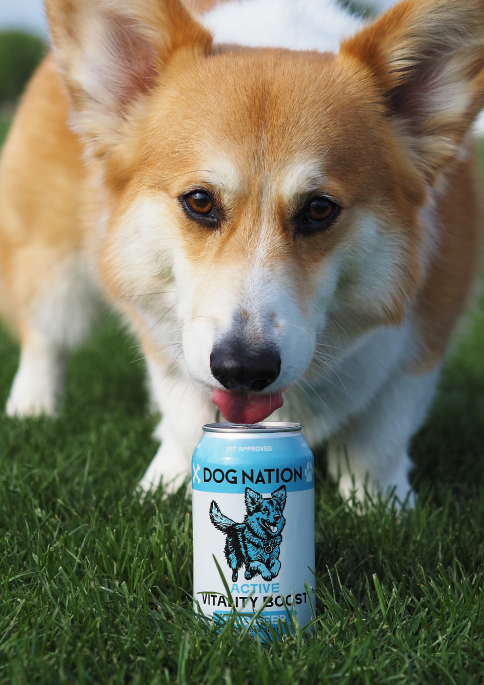Dog Nation Brewing Co.