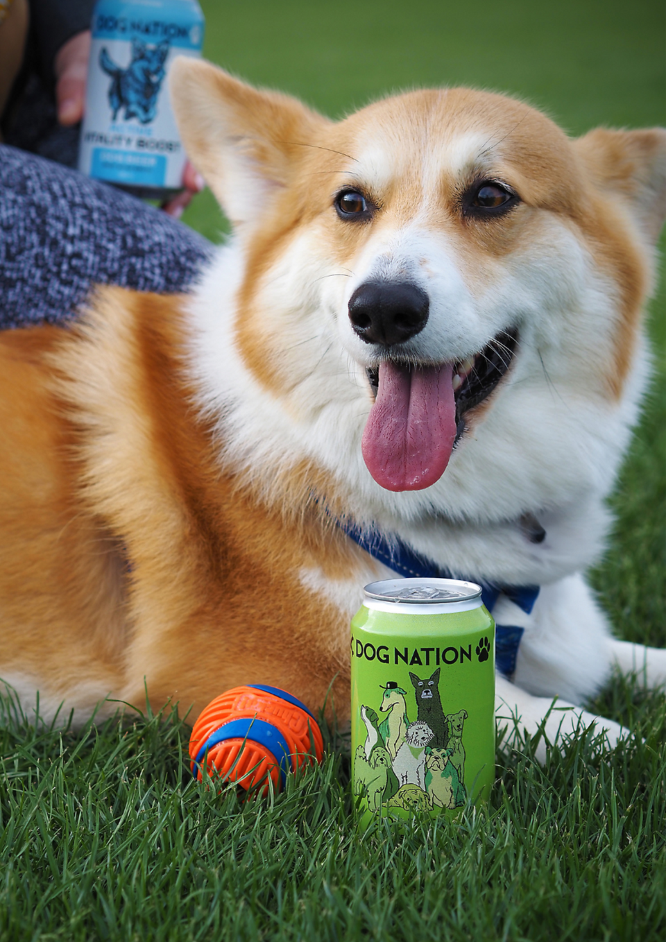 Dog Nation Brewing Co.