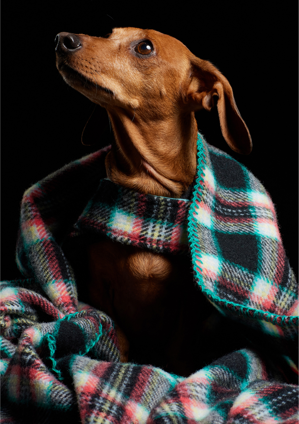 Houndsome