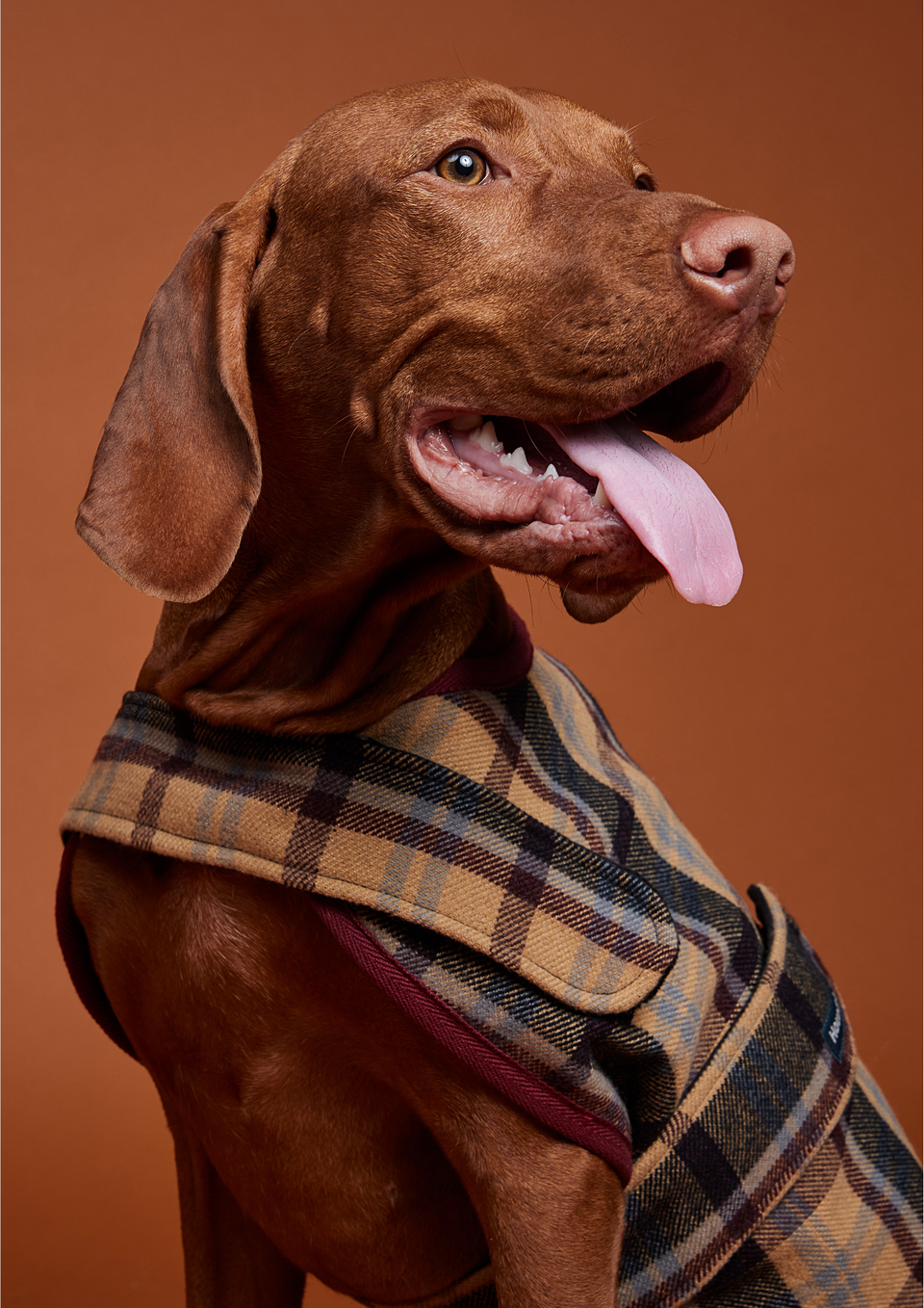 Houndsome