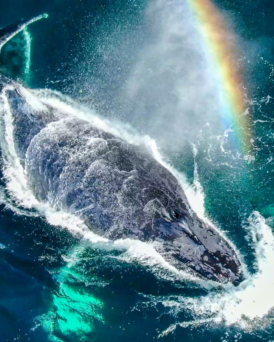 Sea Shepherd Australia