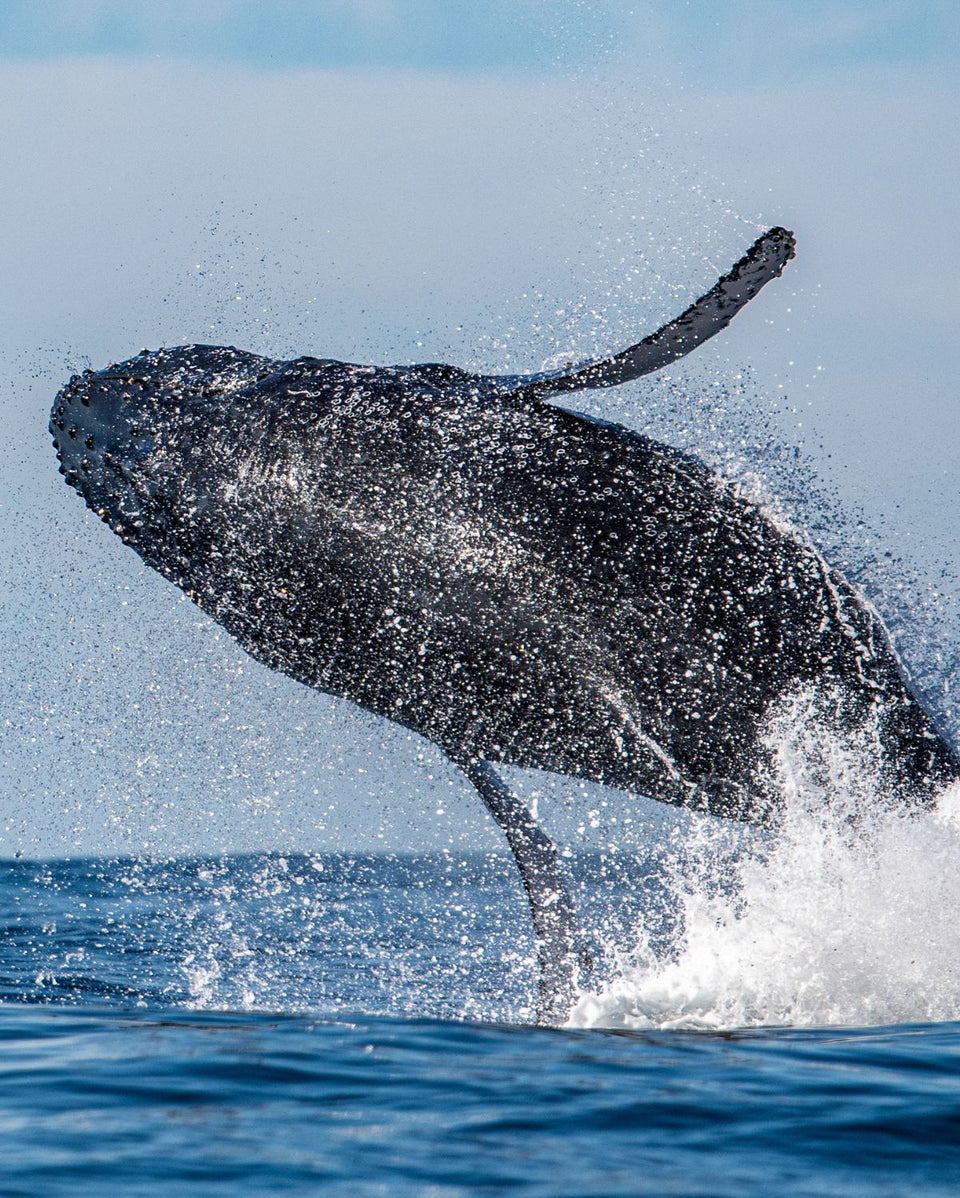 Sea Shepherd Australia